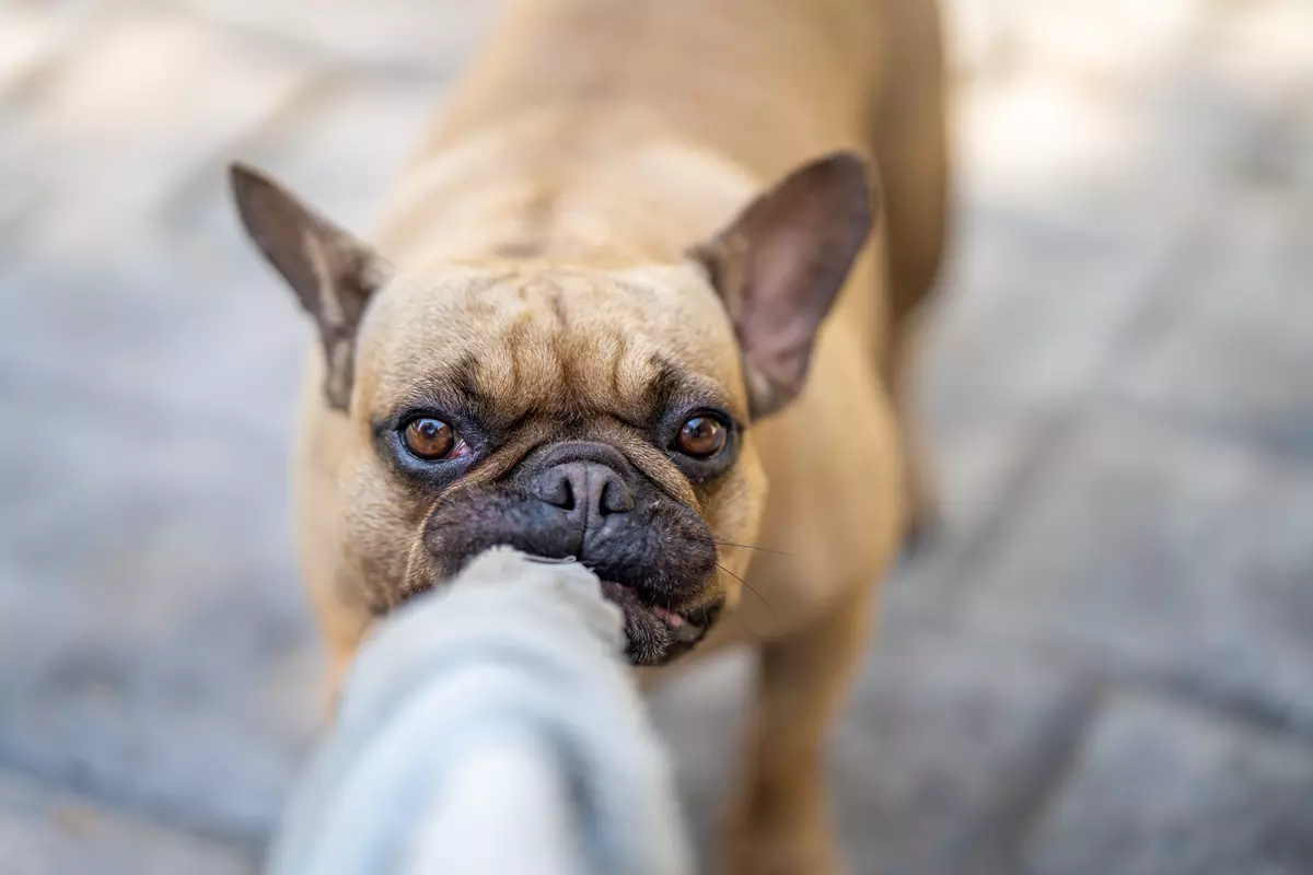Hund bider hul i underbukser